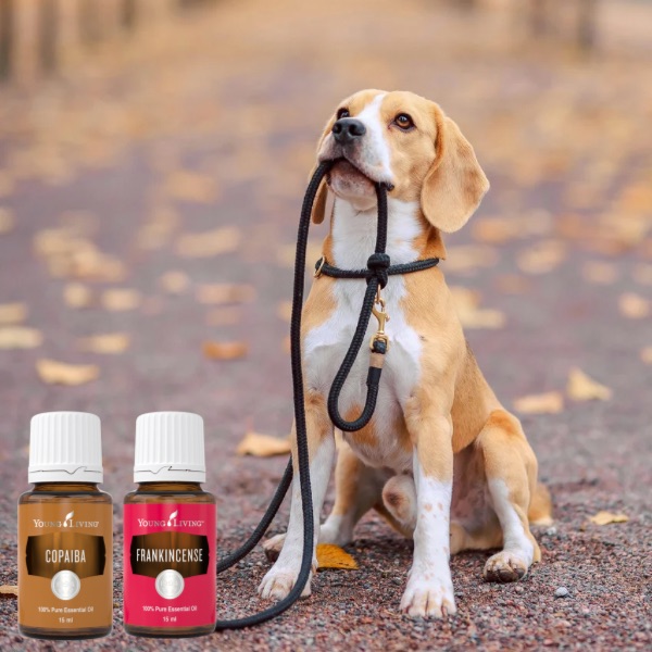 Hund Leine Young Living Öle