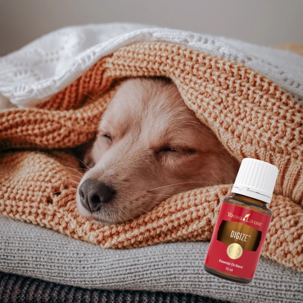 Young Living Öle Hund Decke