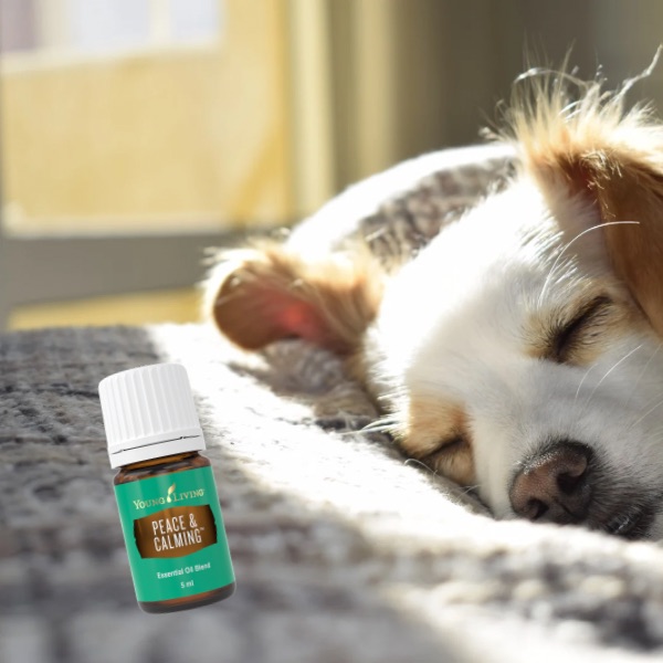 Hund schlaft Young Living Öle